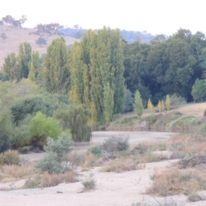 Populus nigra at Point Hut to Tharwa - 5 Apr 2015 07:16 PM