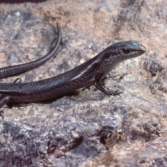 Pseudemoia entrecasteauxii (Woodland Tussock-skink) at Rendezvous Creek, ACT - 11 Feb 1978 by wombey