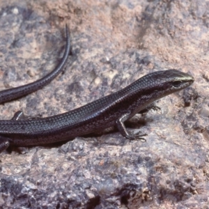 Pseudemoia entrecasteauxii at Rendezvous Creek, ACT - 11 Feb 1978