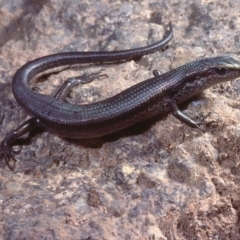 Pseudemoia entrecasteauxii at Rendezvous Creek, ACT - 11 Feb 1978