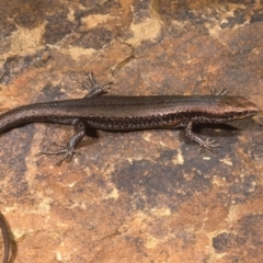 Pseudemoia entrecasteauxii (Woodland Tussock-skink) at Brindabella National Park - 5 Jan 1977 by wombey