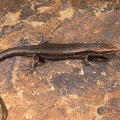 Pseudemoia entrecasteauxii (Woodland Tussock-skink) at Brindabella National Park - 5 Jan 1977 by wombey