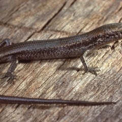 Pseudemoia entrecasteauxii (Woodland Tussock-skink) at Tinderry, NSW - 20 Oct 1979 by wombey