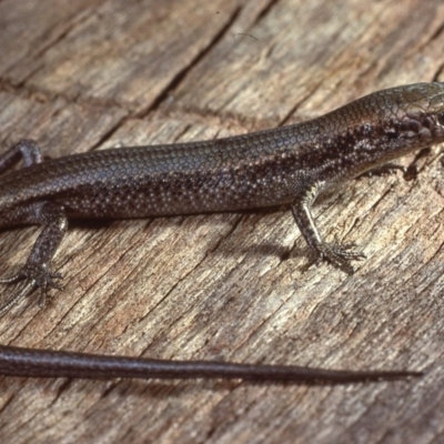 Pseudemoia entrecasteauxii (Woodland Tussock-skink) at Tinderry, NSW - 19 Oct 1979 by wombey