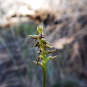 Corunastylis clivicola at Aranda, ACT - suppressed