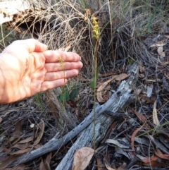 Corunastylis clivicola at Aranda, ACT - suppressed