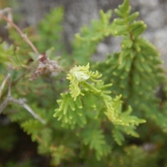 Cheilanthes distans (Bristly Cloak Fern) at Kambah, ACT - 16 Mar 2016 by MichaelMulvaney