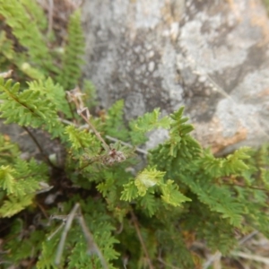 Cheilanthes distans at Kambah, ACT - 16 Mar 2016 02:05 PM