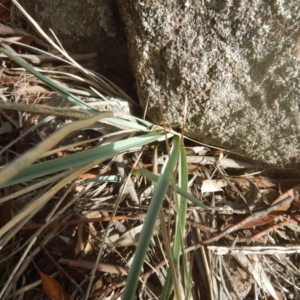 Dianella sp. aff. longifolia (Benambra) at Greenway, ACT - 16 Mar 2016 04:02 PM