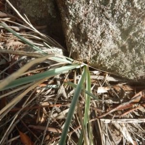 Dianella sp. aff. longifolia (Benambra) at Greenway, ACT - 16 Mar 2016