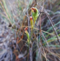 Speculantha rubescens (Blushing Tiny Greenhood) at Aranda Bushland - 8 Mar 2016 by CathB