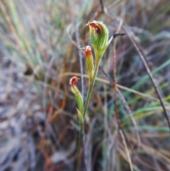 Speculantha rubescens (Blushing Tiny Greenhood) at Aranda, ACT - 9 Mar 2016 by CathB
