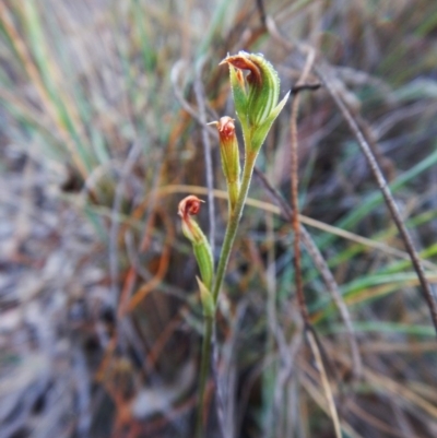 Speculantha rubescens (Blushing Tiny Greenhood) at Aranda Bushland - 8 Mar 2016 by CathB