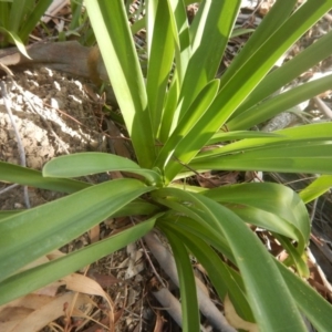 Agapanthus praecox subsp. orientalis at Monash, ACT - 16 Mar 2016 04:17 PM