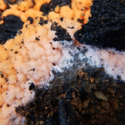 Pyronema sp. (A fire fungus) at Point 3852 - 14 Mar 2016 by CathB