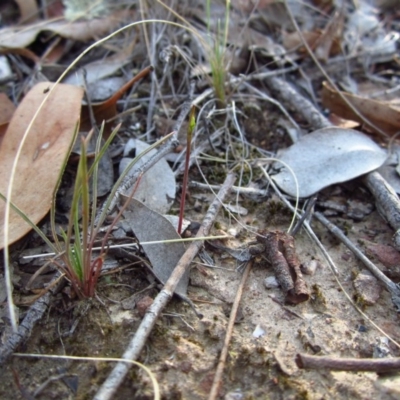 Corunastylis clivicola (Rufous midge orchid) at Aranda Bushland - 8 Feb 2016 by CathB