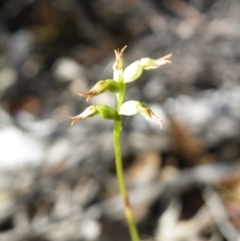 Corunastylis clivicola (Rufous midge orchid) at Point 60 - 16 Mar 2016 by Ryl