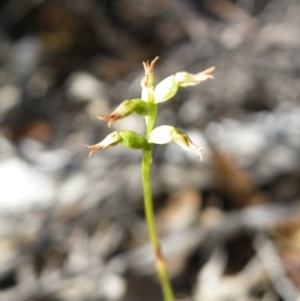 Corunastylis clivicola at Point 60 - 16 Mar 2016