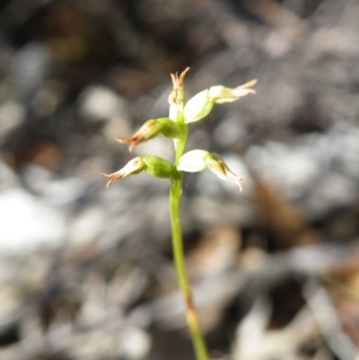 Corunastylis clivicola (Rufous midge orchid) at Black Mountain - 15 Mar 2016 by Ryl