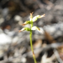 Corunastylis clivicola (Rufous midge orchid) at Point 60 - 15 Mar 2016 by Ryl