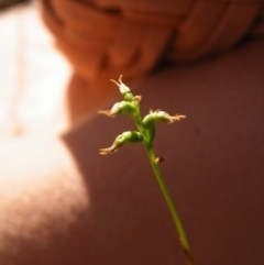 Corunastylis clivicola at Point 60 - 16 Mar 2016