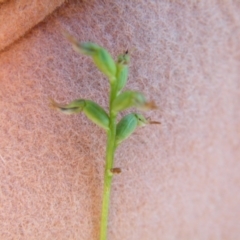 Corunastylis clivicola at Point 60 - 16 Mar 2016