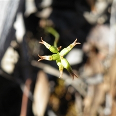 Corunastylis clivicola at Point 60 - 16 Mar 2016