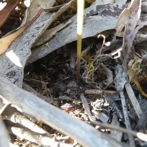 Corunastylis clivicola at Point 60 - 16 Mar 2016