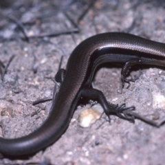 Acritoscincus platynotus (Red-throated Skink) at Paddys River, ACT - 22 May 1982 by wombey