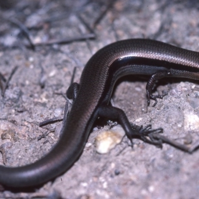 Acritoscincus platynotus (Red-throated Skink) at Paddys River, ACT - 22 May 1982 by wombey