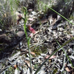 Calochilus platychilus at Point 3852 - 16 Oct 2014