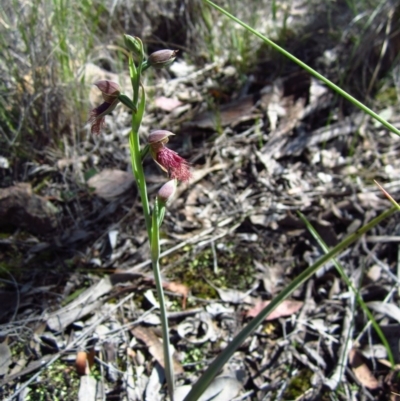 Calochilus platychilus (Purple Beard Orchid) at Aranda, ACT - 15 Oct 2014 by CathB