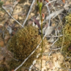 Speculantha rubescens (Blushing Tiny Greenhood) at Point 5816 - 17 Mar 2016 by Ryl