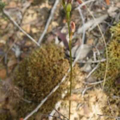 Speculantha rubescens (Blushing Tiny Greenhood) at Acton, ACT - 16 Mar 2016 by Ryl