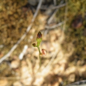 Speculantha rubescens at Undefined Area - suppressed