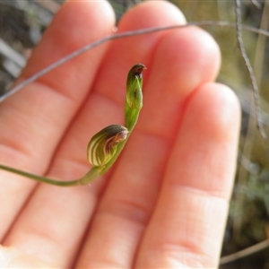 Speculantha rubescens at Undefined Area - suppressed