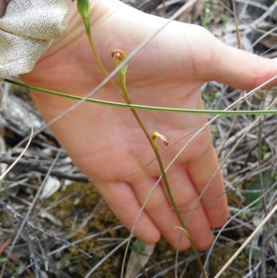 Speculantha rubescens (Blushing Tiny Greenhood) at Point 5816 - 17 Mar 2016 by Ryl