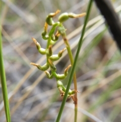 Corunastylis sp. (A Midge Orchid) at Black Mountain - 16 Mar 2016 by Ryl