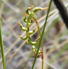 Corunastylis sp. (A Midge Orchid) at Point 5816 - 17 Mar 2016 by Ryl