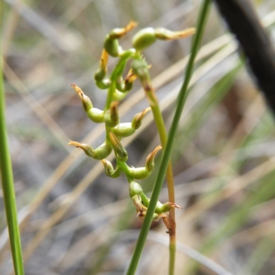 Corunastylis sp. (A Midge Orchid) at Acton, ACT - 16 Mar 2016 by Ryl