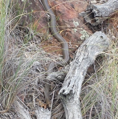 Pseudonaja textilis (Eastern Brown Snake) at Mount Majura - 16 Mar 2016 by MattM