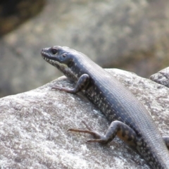 Eulamprus heatwolei (Yellow-bellied Water Skink) at Tidbinbilla Nature Reserve - 16 Mar 2016 by JohnBundock