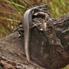 Eulamprus heatwolei (Yellow-bellied Water Skink) at Paddys River, ACT - 16 Mar 2016 by JohnBundock