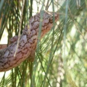 Christinus marmoratus at Wanniassa, ACT - 31 Dec 2015