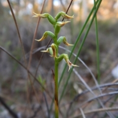 Corunastylis cornuta (Horned Midge Orchid) at Aranda Bushland - 17 Mar 2016 by CathB