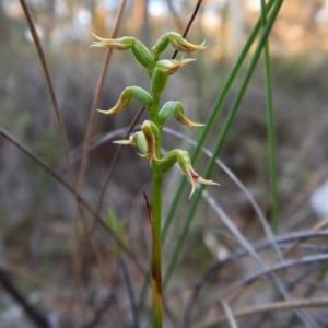 Corunastylis cornuta at Aranda, ACT - 17 Mar 2016