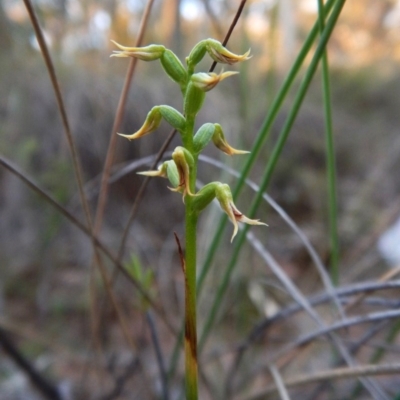 Corunastylis cornuta (Horned Midge Orchid) at Aranda, ACT - 17 Mar 2016 by CathB