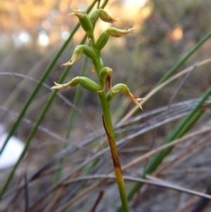 Corunastylis cornuta at Aranda, ACT - 17 Mar 2016