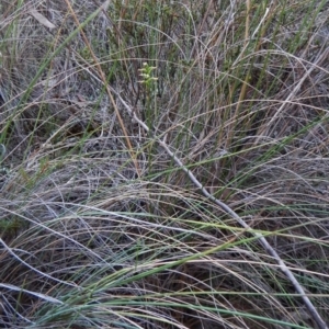 Corunastylis cornuta at Aranda, ACT - 17 Mar 2016