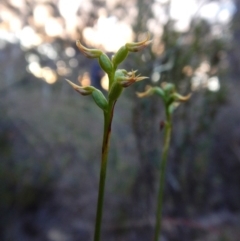 Corunastylis cornuta at Aranda, ACT - 17 Mar 2016